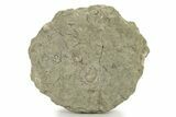 Fossil Blastoids w/ Brachioles, Starfish & Edrioasteroid Plate #251849-1